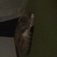 Tekir Kedi, Kedi  İzmir fotoğrafı