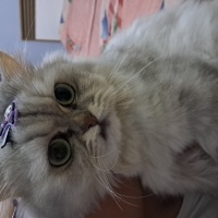 British Longhair, Kedi  Çakıl fotoğrafı