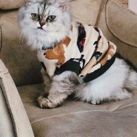 British Longhair, Kedi  Çakıl fotoğrafı