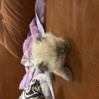 British Shorthair, Kedi  Pamuk fotoğrafı