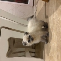 British Shorthair, Kedi  Pamuk fotoğrafı