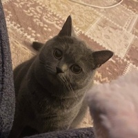 British Shorthair, Kedi  Mırmır fotoğrafı