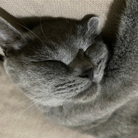 British Shorthair, Kedi  Mırmır fotoğrafı