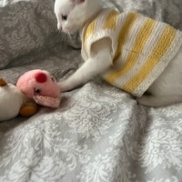 Van Kedisi, Kedi  Milky fotoğrafı