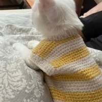 Van Kedisi, Kedi  Milky fotoğrafı