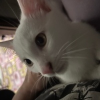 Van Kedisi, Kedi  Milky fotoğrafı