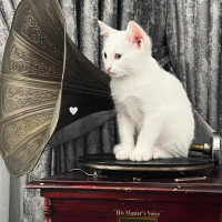 Van Kedisi, Kedi  Milky fotoğrafı