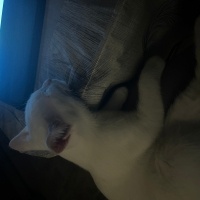 Van Kedisi, Kedi  Milky fotoğrafı