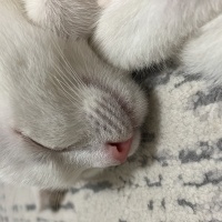 Van Kedisi, Kedi  Milky fotoğrafı