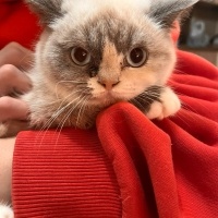 British Longhair, Kedi  Şirin fotoğrafı