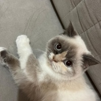 British Longhair, Kedi  Şirin fotoğrafı