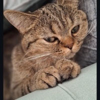 British Shorthair, Kedi  Mars fotoğrafı