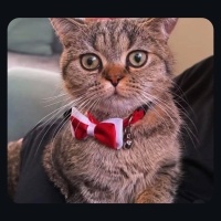 British Shorthair, Kedi  Mars fotoğrafı