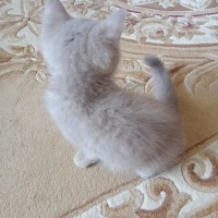 British Shorthair, Kedi  Atlas fotoğrafı