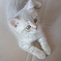 British Shorthair, Kedi  Atlas fotoğrafı