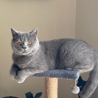 British Shorthair, Kedi  bob marley fotoğrafı