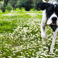 Pointer, Köpek  Uzay fotoğrafı
