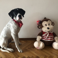 Pointer, Köpek  Uzay fotoğrafı