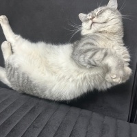 British Shorthair, Kedi  Çakıl fotoğrafı