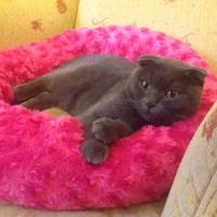 Scottish Fold, Kedi  Peri fotoğrafı