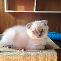 Scottish Fold, Kedi  Peri fotoğrafı