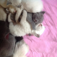 Scottish Fold, Kedi  Peri fotoğrafı