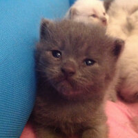 Scottish Fold, Kedi  Peri fotoğrafı