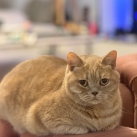 British Shorthair, Kedi  Mestan fotoğrafı