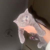 British Shorthair, Kedi  British bebek fotoğrafı