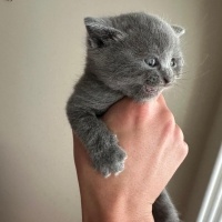 British Shorthair, Kedi  British bebek fotoğrafı