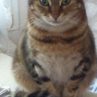 Tekir Kedi, Kedi  Suzi fotoğrafı