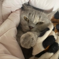 British Shorthair, Kedi  Lila fotoğrafı