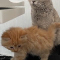 British Shorthair, Kedi  Lila fotoğrafı