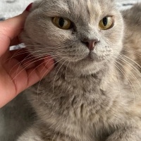 British Shorthair, Kedi  Lila fotoğrafı