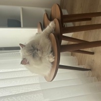 British Longhair, Kedi  Vanilya fotoğrafı