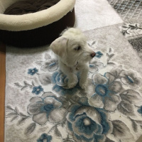Maltese, Köpek  paris fotoğrafı