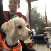 Maltese, Köpek  paris fotoğrafı
