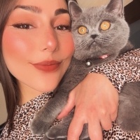 British Shorthair, Kedi  Şila fotoğrafı