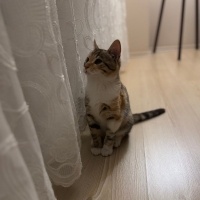 Tekir Kedi, Kedi  Şirin fotoğrafı