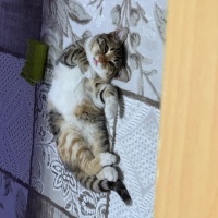 Tekir Kedi, Kedi  Şirin fotoğrafı