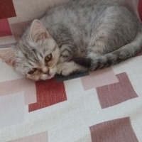 British Shorthair, Kedi  Pamuk fotoğrafı