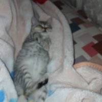 British Shorthair, Kedi  Pamuk fotoğrafı