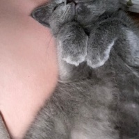 British Shorthair, Kedi  Lidya fotoğrafı