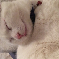 Tekir Kedi, Kedi  Pamil fotoğrafı