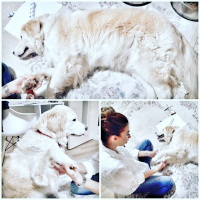 Golden Retriever, Köpek  Naya fotoğrafı
