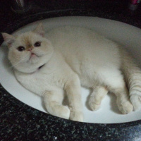 Exotic Shorthair, Kedi  Şila fotoğrafı