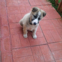 Sokö (Sokak Köpeği), Köpek  Hector fotoğrafı