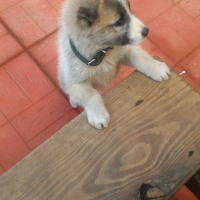 Sokö (Sokak Köpeği), Köpek  Hector fotoğrafı