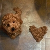 Poodle(Standart Kaniş), Köpek  Mars fotoğrafı