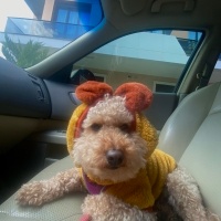 Poodle(Standart Kaniş), Köpek  Mars fotoğrafı